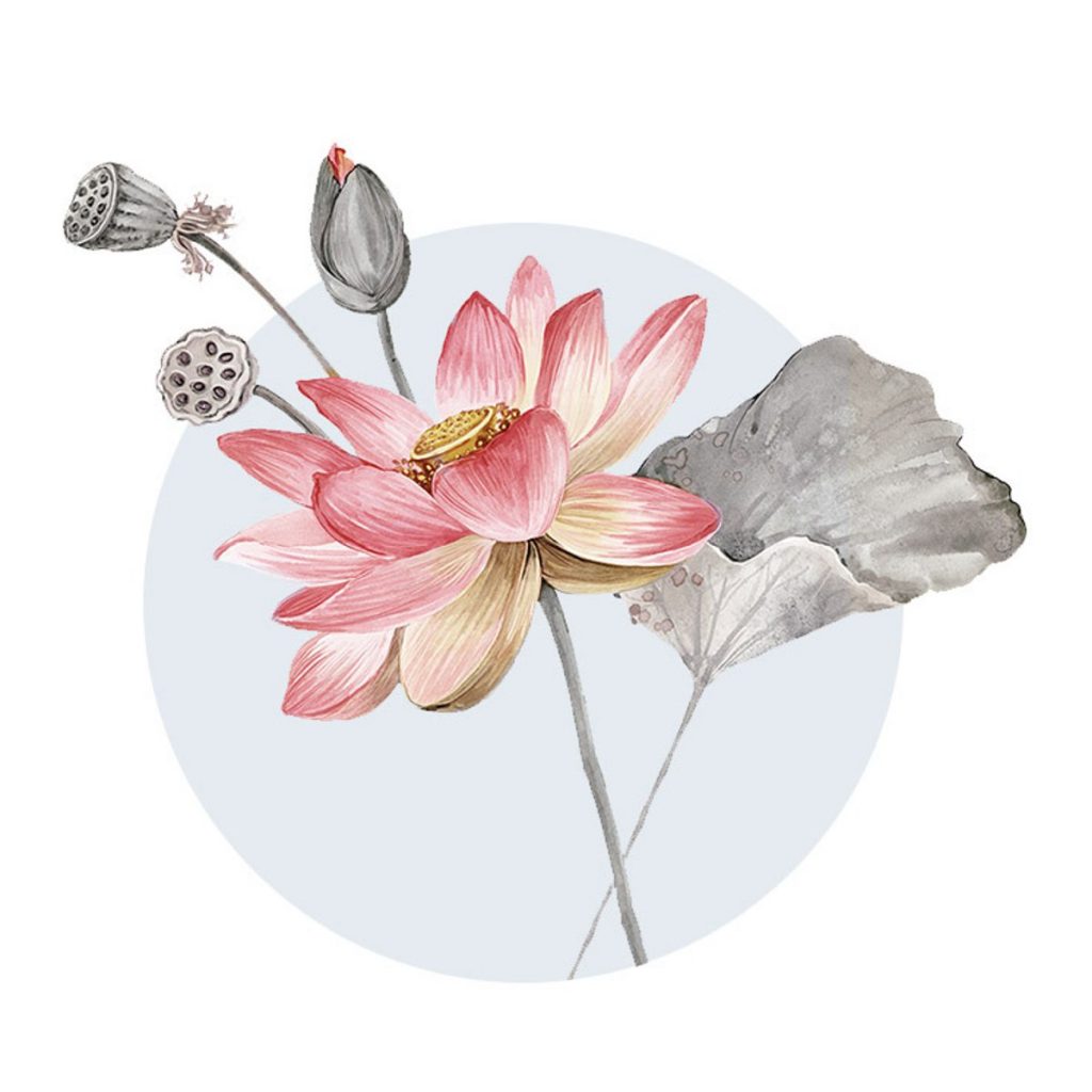 lotus-flower-meaning-in-christianity-symbolshub-org